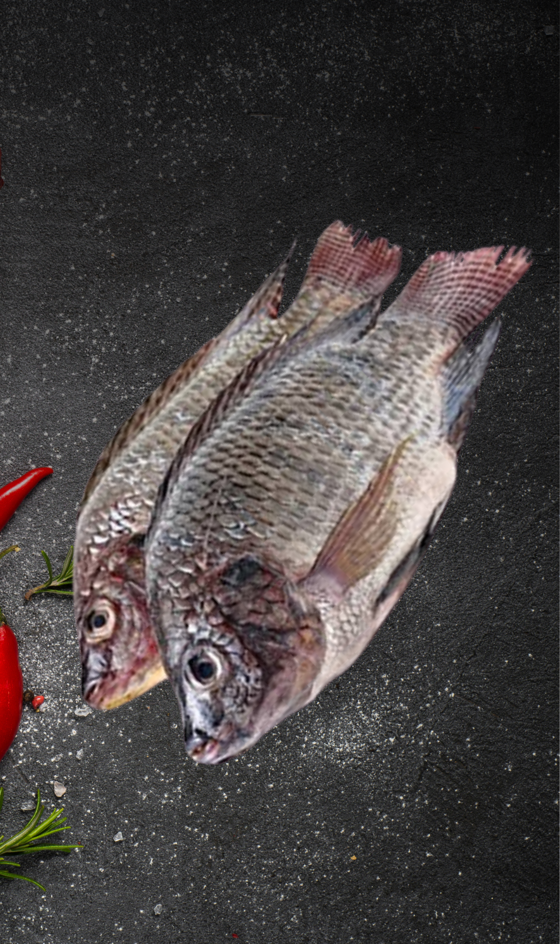 Tilapia